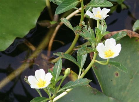 白花水龍|水生植物~白花水龍(四張圖）